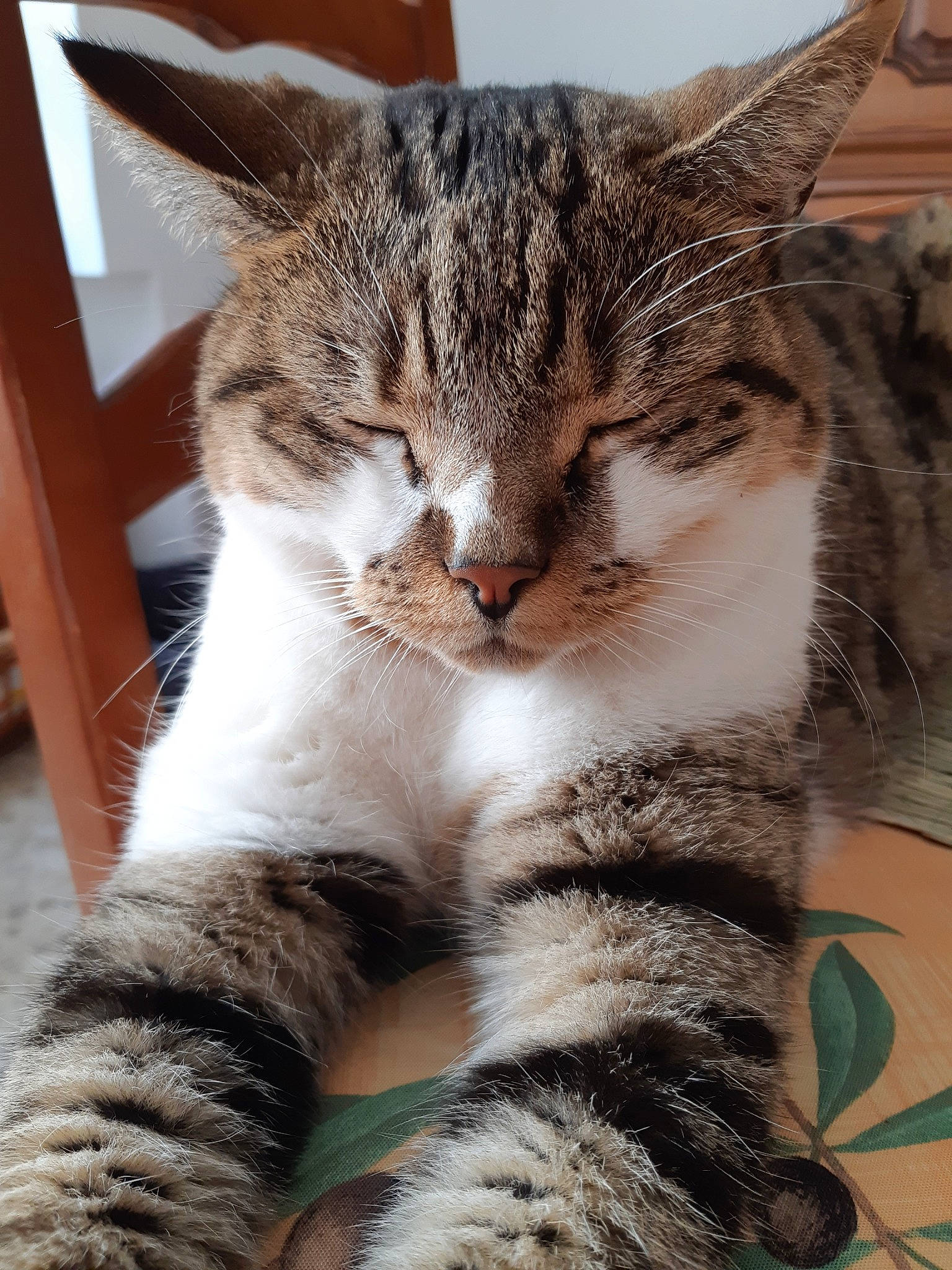 Isy participe au concours pour gagner de l'argent avec cette photo : aegean_cat, american_shorthair, american_wirehair, asian, california_spangled, carnivore, cat, domestic_short_haired_cat, dragon_li, european_shorthair, felidae, fur, kitten, mammal, pixie_bob, small_to_medium_sized_cats, snout, tabby_cat, whiskers