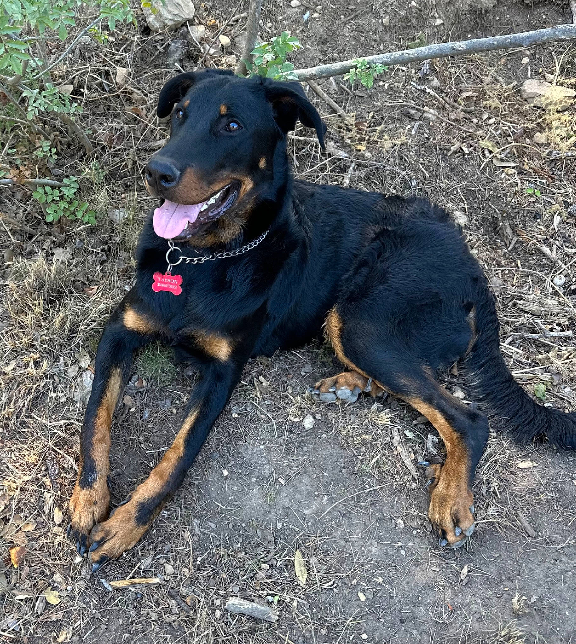 Tayson a rejoint le concours — aidez-le/la à gagner de superbes lots ! canidae, carnivore, collar, dog, dog_breed, dog_collar, guard_dog, hunting_dog, soil, sporting_group, working_animal, working_dog