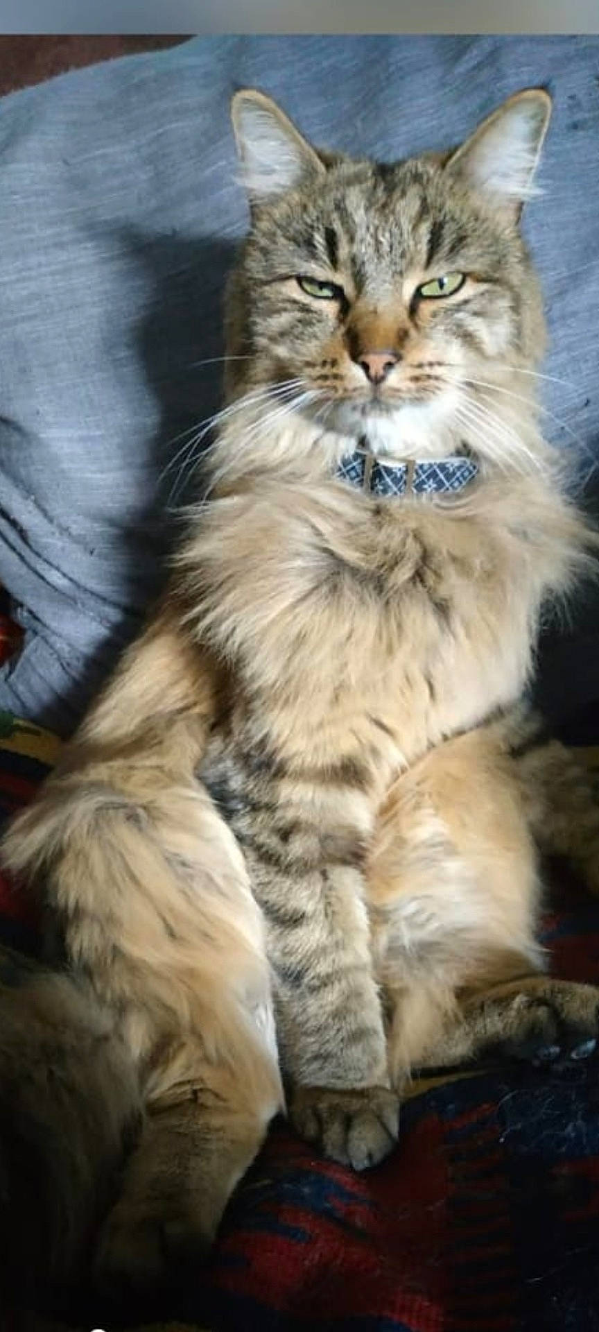 Bianca participe au concours pour gagner de l'argent avec cette photo : animal, cat, closeup, collar, couch, cute, domestic, feline, fluffy, fur, furniture, indoor, looking, mammal, pet, portrait, relaxed, sitting, tabby, whiskers
