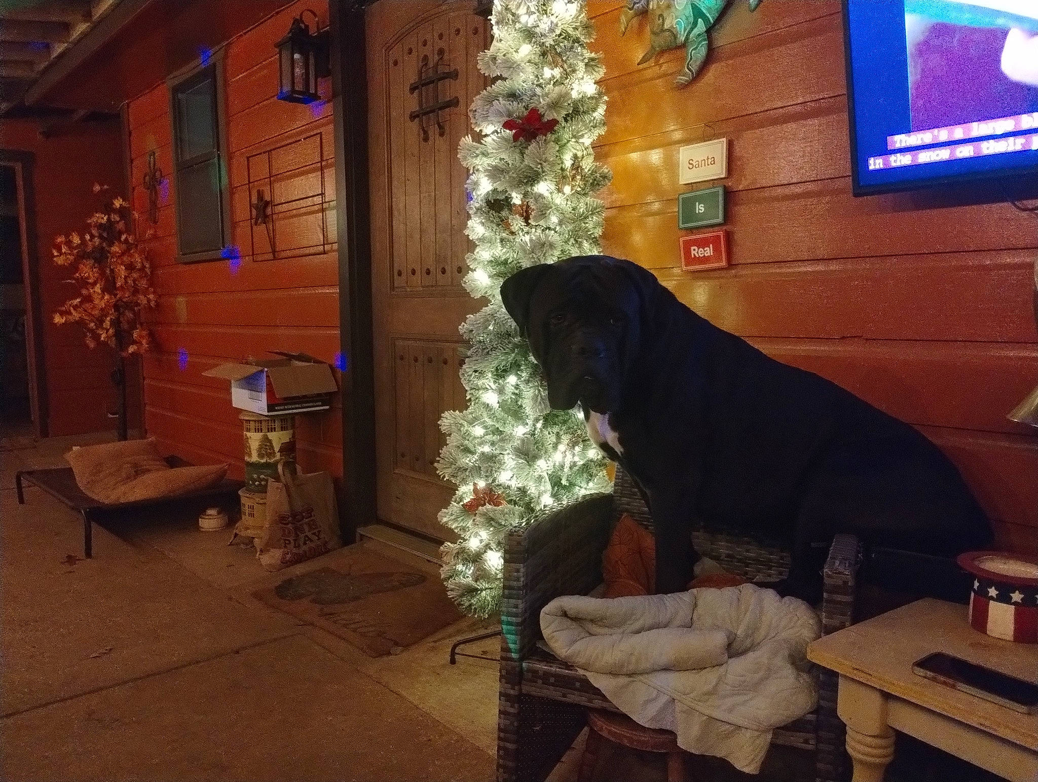 Dash is registered to the contest to win money with this photo: carnivore, chair, christmas_decoration, christmas_tree, comfort, companion_dog, dog, dog_breed, door, event, interior_design, living_room, picture_frame, plant, table, television, tints_and_shades, tree, window, wood