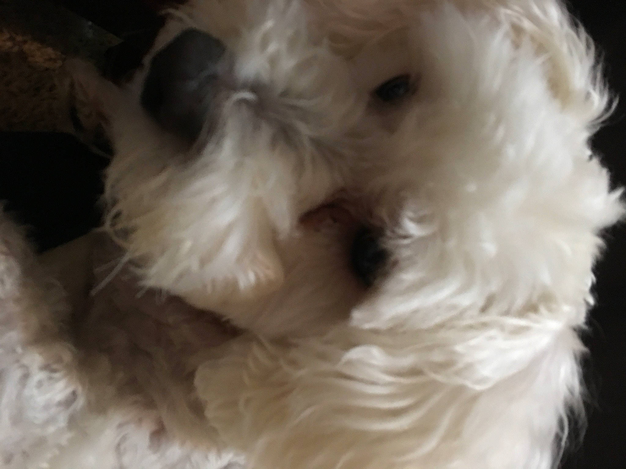 Lucky joined the competition — help win amazing prizes! bichon, canidae, carnivore, companion_dog, dog, dog_breed, fur, maltepoo, non_sporting_group, poodle_crossbreed, small_terrier, sporting_group, terrier, toy_dog, working_animal