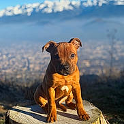 Pumba a rejoint le concours — aidez-le/la à gagner de superbes lots ! puppy, dog, tree_stump, outdoor, nature, mountains, sunlight, brown, animal, young, pet, portrait, sitting, cute, fur, daylight, scenic, background, wildlife, mammal