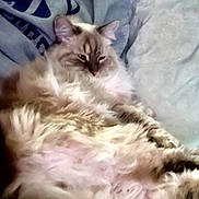 Remy joined the competition — help win amazing prizes! cat, fluffy, relaxed, sleepy, fur, pet, indoor, cozy, animal, cute, resting, mammal, whiskers, soft, laid_back, feline, comfort, paws, domestic, portrait