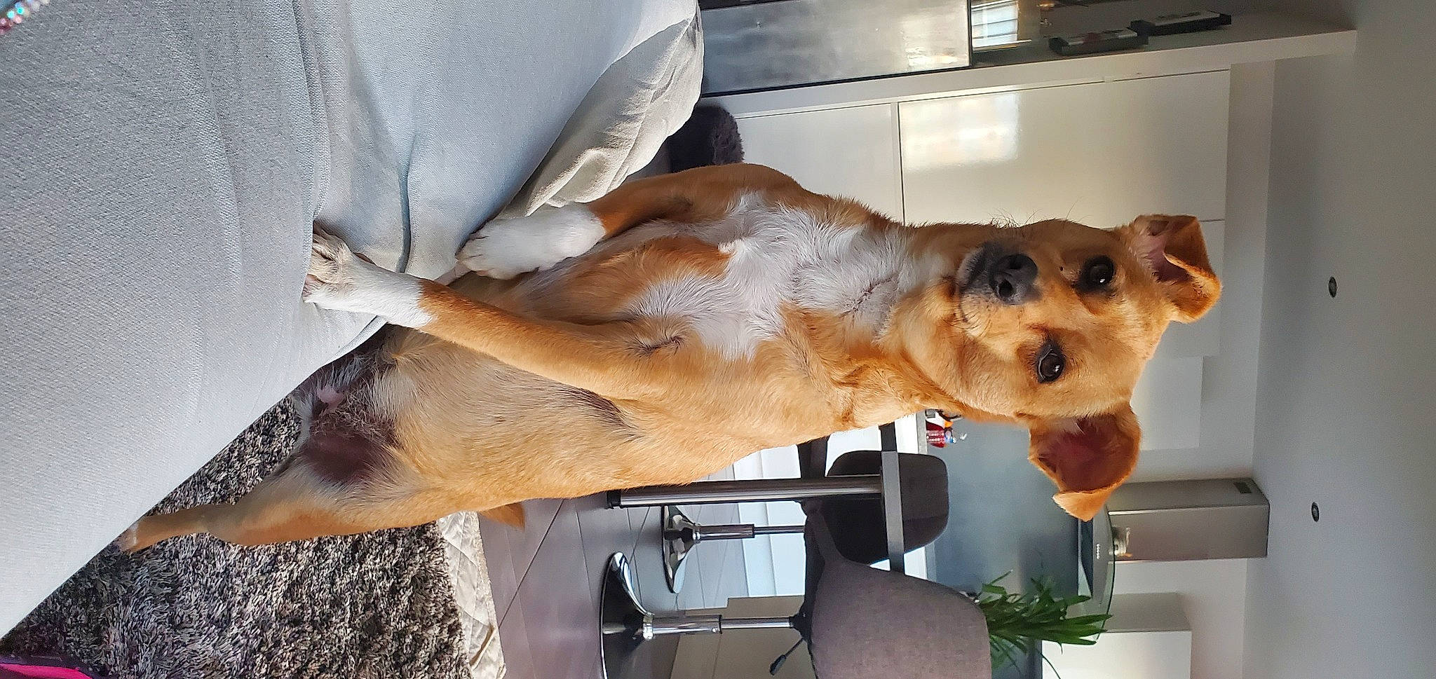 Pandora participe au concours pour gagner de l'argent avec cette photo : art, canidae, carnivore, collar, companion_dog, dog, dog_breed, dog_collar, dog_supply, elbow, fawn, fur, gesture, houseplant, jaw, plant, snout, sporting_group, wood, working_animal