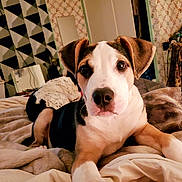 Cricket joined the competition — help win amazing prizes! animal, bed, black, blanket, brown, comfort, cozy, curious, dog, ears, fur, geometric_pattern, indoor, nose, pet, puppy, resting, room, vintage_wallpaper, white