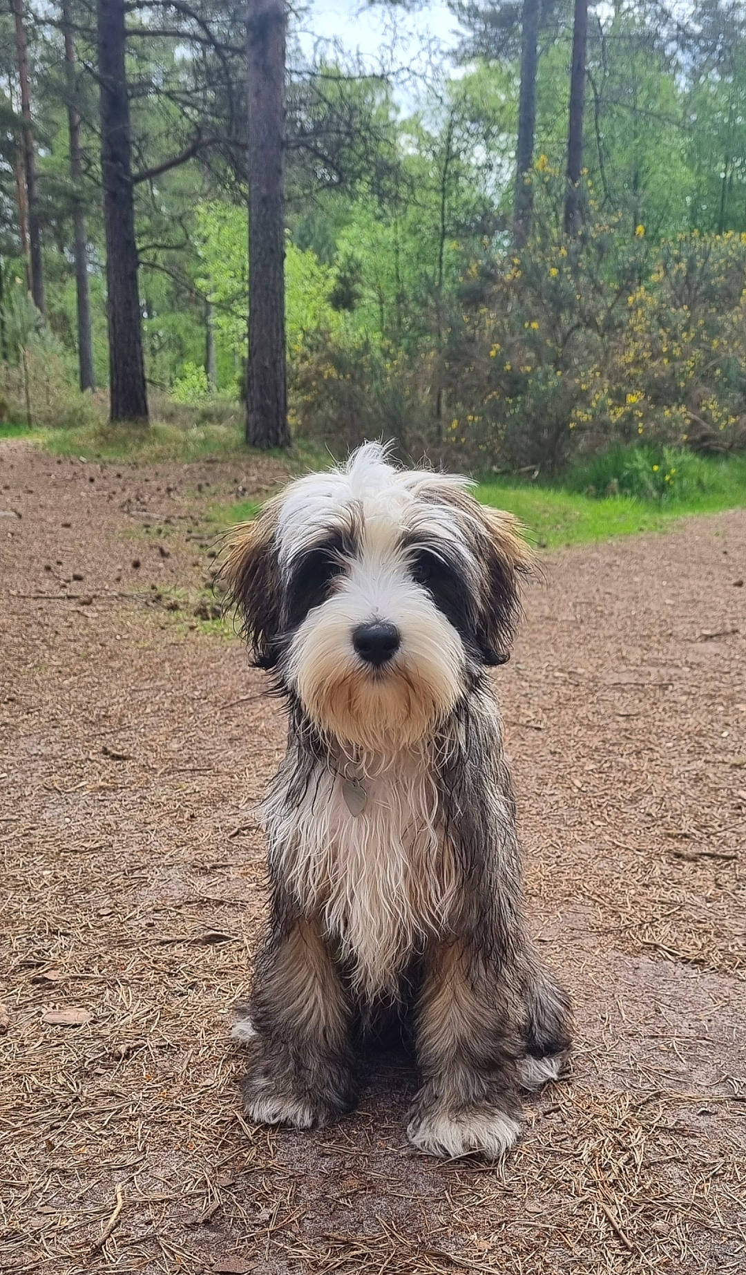 Rosie joined the competition — help win amazing prizes! canidae, carnivore, companion_dog, dog, dog_breed, forest, grass, maltepoo, plant, romanian_mioritic_shepherd_dog, schapendoes, small_terrier, snout, soil, sporting_group, tail, terrier, toy_dog, tree, water_dog