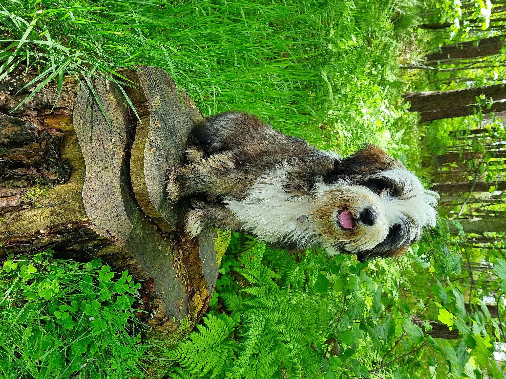 Rosie is registered to the contest to win money with this photo: beak, carnivore, companion_dog, dog, dog_breed, fawn, forest, grass, groundcover, jungle, plant, sporting_group, tail, terrestrial_animal, terrestrial_plant, terrier, tree, trunk, water_dog, wood