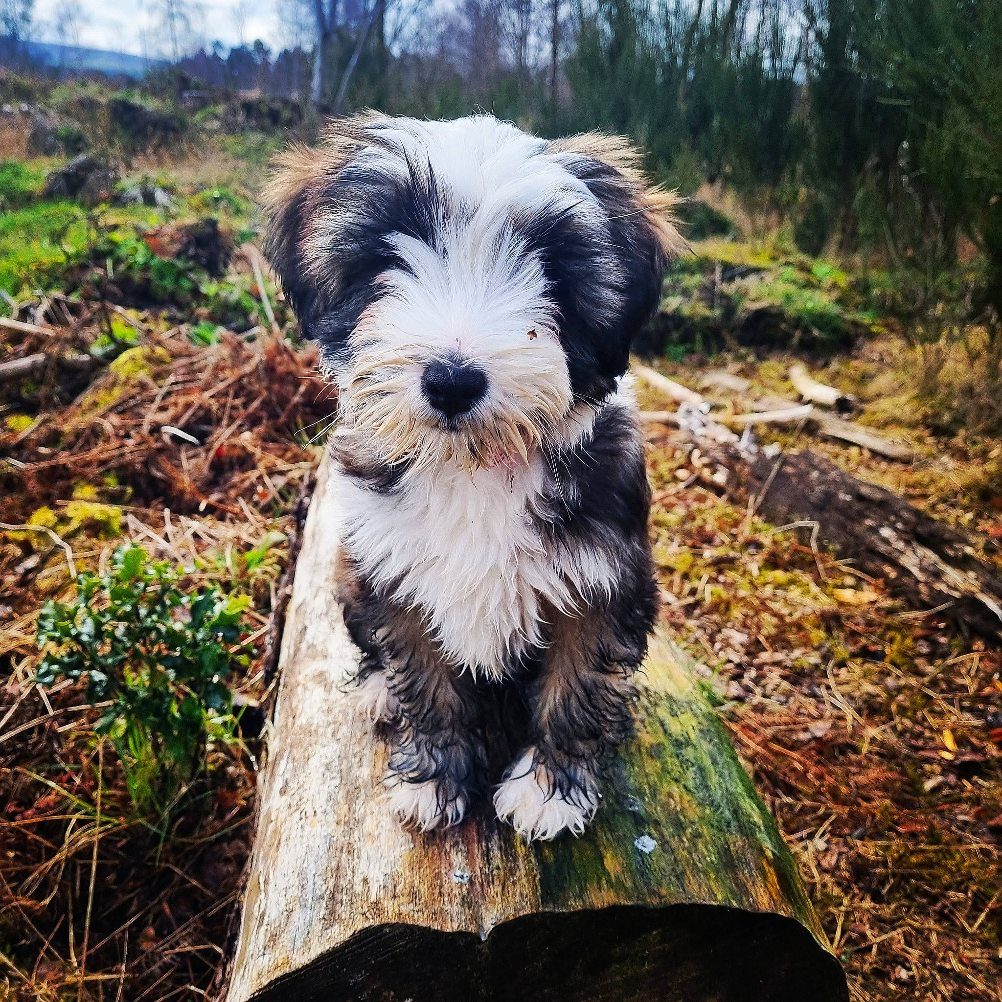 Rosie joined the competition — help win amazing prizes! canidae, carnivore, cloud, companion_dog, dog, dog_breed, grass, landscape, natural_landscape, plant, romanian_mioritic_shepherd_dog, sky, small_terrier, snout, soil, sporting_group, terrier, toy_dog, tree, water_dog