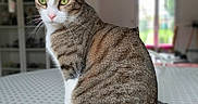 Prince Et Pinceau participe au concours pour gagner de l'argent avec cette photo : abyssinian, animal, cat, egyptiancat, furniture, hardwood, indoors, kitten, manx, pet, shelf, siamese, wood