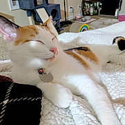 Twyla is registered to the contest to win money with this photo: cat, calico, indoor, blanket, sleeping, relaxed, pet, feline, collar, cozy, home, furniture, rainbow, cat_tree, pink_box, carpet, bottle, shelf, decor, animal