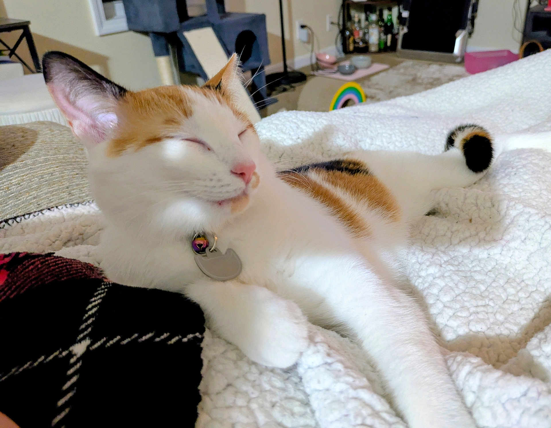 Twyla is registered to the contest to win money with this photo: cat, calico, indoor, blanket, sleeping, relaxed, pet, feline, collar, cozy, home, furniture, rainbow, cat_tree, pink_box, carpet, bottle, shelf, decor, animal