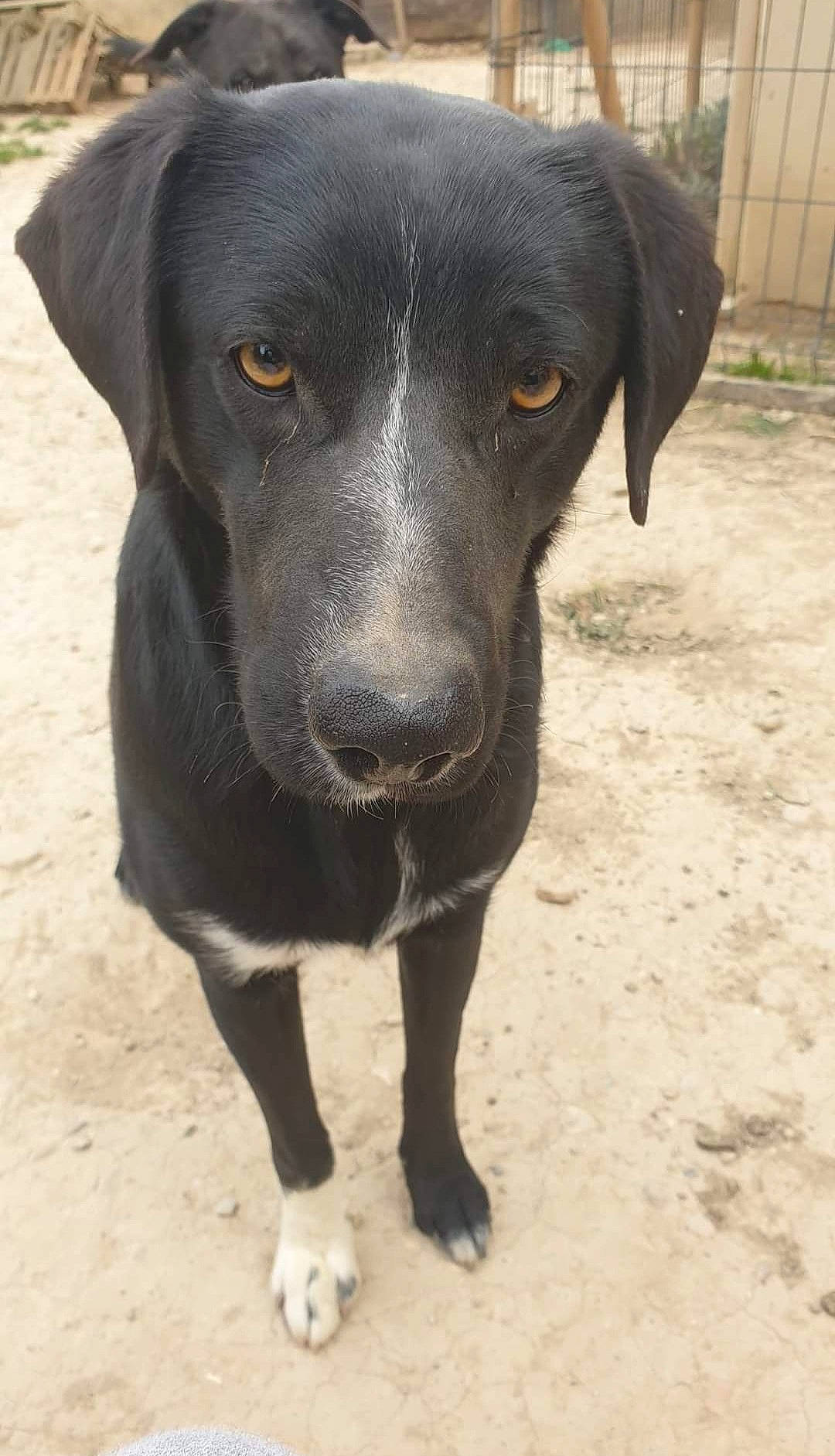 Play-boy participe au concours pour gagner de l'argent avec cette photo : borador, canidae, carnivore, companion_dog, dog, dog_breed, fur, gun_dog, hunting_dog, plant, retriever, sporting_group, terrestrial_animal, whiskers, working_animal