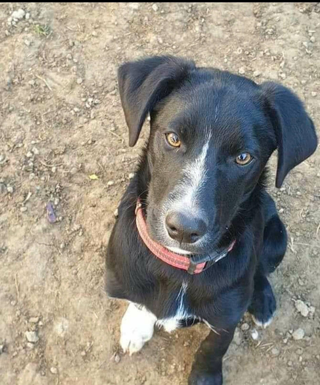 Play-boy a rejoint le concours — aidez-le/la à gagner de superbes lots ! borador, canidae, carnivore, collar, companion_dog, dog, dog_breed, dog_collar, electric_blue, gun_dog, hunting_dog, snout, sporting_group, terrestrial_animal, whiskers, working_animal