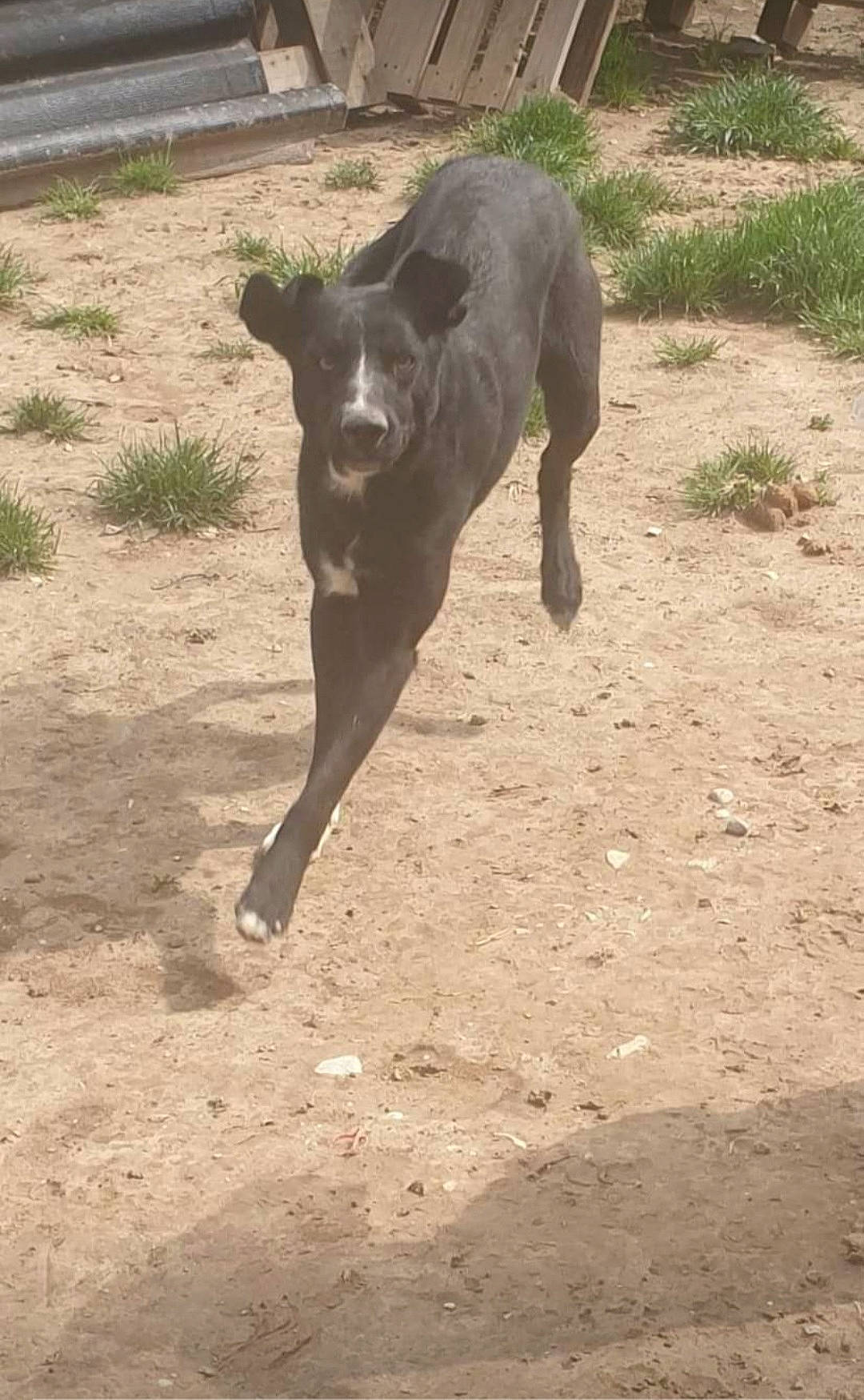 Play-boy participe au concours pour gagner de l'argent avec cette photo : carnivore, dirt_road, dog, dog_breed, dog_supply, grass, hunting_dog, landscape, liver, non_sporting_group, plant, shade, shadow, soil, tail, terrestrial_animal, working_animal