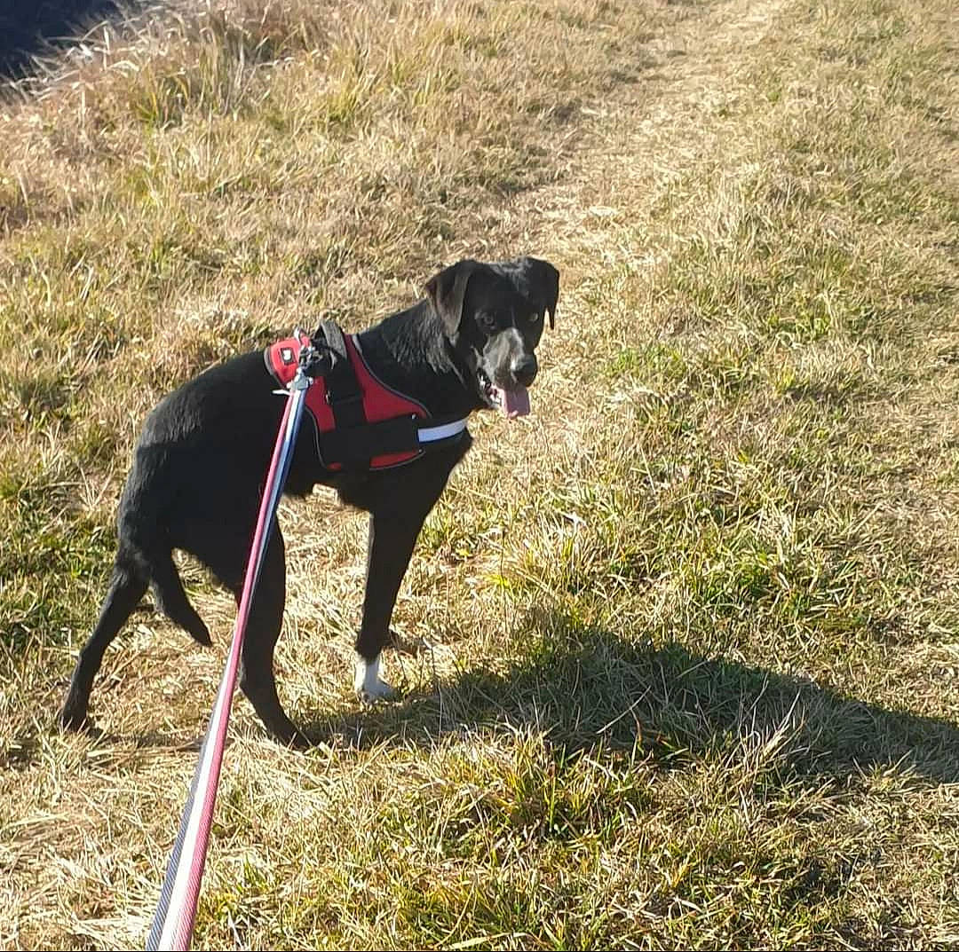 Play-boy participe au concours pour gagner de l'argent avec cette photo : adventure, borador, carnivore, collar, companion_dog, dog, dog_breed, dog_collar, dog_supply, dog_walking, fashion_accessory, fawn, grass, guard_dog, leash, pet_supply, plant, snout, tail, working_animal