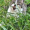 Yumi participe au concours pour gagner de l'argent avec cette photo : cat, tabby, grass, greenery, outdoor, animal, pet, tongue, nature, playful, closeup, fur, whiskers, eyes, face, leaf, flora, plant, summer, daylight