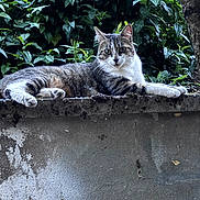 Yumi participe au concours pour gagner de l'argent avec cette photo : cat, tabby_cat, animal, pet, outdoor, greenery, foliage, concrete, wall, relaxed, lying_down, nature, mammal, whiskers, ears, paws, resting, daylight, closeup, curious