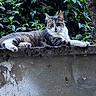 cat, tabby_cat, animal, pet, outdoor, greenery, foliage, concrete, wall, relaxed, lying_down, nature, mammal, whiskers, ears, paws, resting, daylight, closeup, curious
