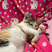 Callie is registered to the contest to win money with this photo: kitten, cat, animal, pet, feline, fur, paw, cute, resting, blanket, pink, polka_dot, pattern, soft, cozy, indoor, sleepy, close_up, young, relaxed