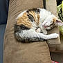 Callie is registered to the contest to win money with this photo: kitten, cat, sleeping, curled_up, fur, couch, armrest, beige, indoor, pet, cozy, resting, tricolor, tabby, white, orange, black, pink_nose, paw, domestic
