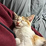 Callie joined the competition — help win amazing prizes! kitten, sleeping, cat, feline, close_up, pet, cozy, soft_light, maroon_fabric, relaxed, cute, whiskers, fur, indoor, nap, animal, young, resting, calm, adorable