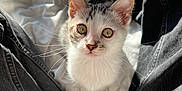 Cosmo is registered to the contest to win money with this photo: kitten, cat, pet, animal, indoor, curious, white_blanket, jeans, black_jeans, legs, closeup, portrait, feline, whiskers, sitting, looking_up, sunlight, soft_light, domestic, cute