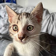 Cosmo is registered to the contest to win money with this photo: kitten, cat, pet, close_up, whiskers, fur, eyes, curious, indoor, bed, blanket, soft, animal, cute, young, mammal, feline, portrait, domestic, cozy