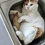 cat, sink, curled_up, white, orange, pet, indoor, fur, cute, animal, kitchen, relaxed, looking, cozy, paw, whiskers, nose, ears, domestic, curiosity