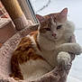Simba participe au concours pour gagner de l'argent avec cette photo : cat, orange_and_white, fluffy, cat_hammock, window, snow, winter, indoor, relaxed, plush, pet, animal, feline, cozy, looking_outside, soft_texture, resting, home, daylight, quiet
