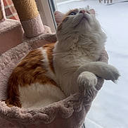 Simba a rejoint le concours — aidez-le/la à gagner de superbes lots ! cat, orange_and_white, fluffy, hammock, cat_tree, indoor, window, snow, winter, curious, pet, feline, cozy, relaxed, looking_up, soft, fur, animal, home, daylight
