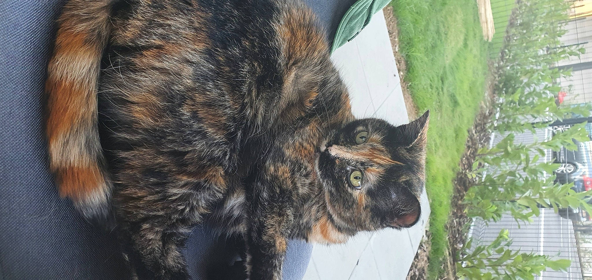 Basthet participe au concours pour gagner de l'argent avec cette photo : carnivore, cat, domestic_short_haired_cat, dragon_li, european_shorthair, eye, felidae, fur, german_rex, plant, small_to_medium_sized_cats, snout, tabby_cat, tail, whiskers, wild_cat, wildlife