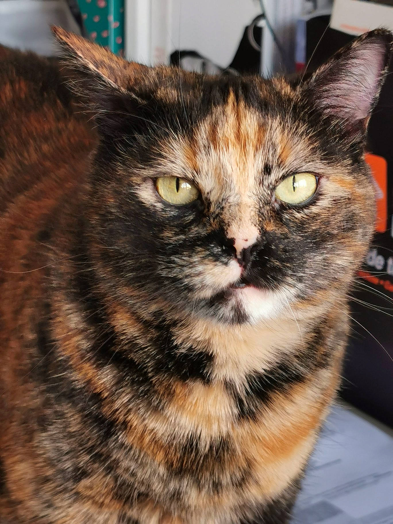 Basthet participe au concours pour gagner de l'argent avec cette photo : american_shorthair, american_wirehair, asian, california_spangled, carnivore, cat, domestic_short_haired_cat, dragon_li, european_shorthair, felidae, fur, german_rex, kitten, mammal, small_to_medium_sized_cats, snout, tabby_cat, toyger, vertebrate, whiskers