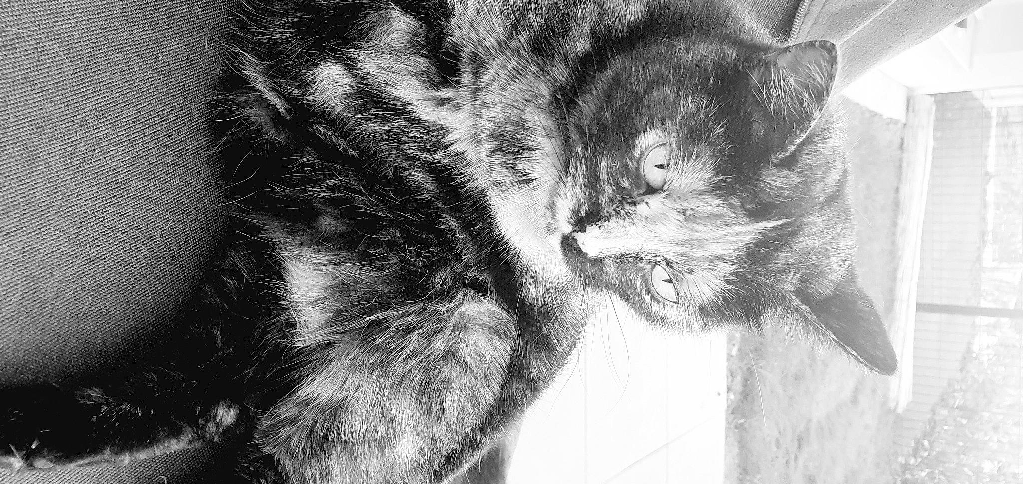 Basthet a rejoint le concours — aidez-le/la à gagner de superbes lots ! asian, black_and_white, carnivore, cat, close_up, domestic_short_haired_cat, ear, european_shorthair, eye, felidae, fur, kitten, monochrome, monochrome_photography, nose, photography, small_to_medium_sized_cats, snout, tabby_cat, whiskers