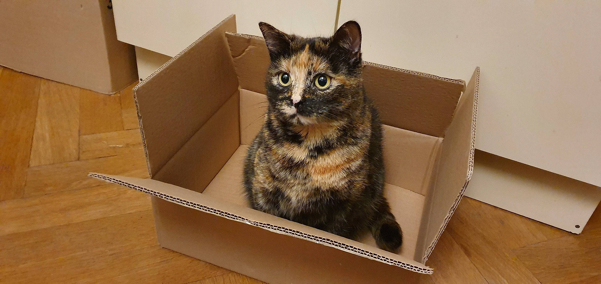 Basthet participe au concours pour gagner de l'argent avec cette photo : american_shorthair, asian, box, cardboard, carnivore, cat, domestic_short_haired_cat, dragon_li, european_shorthair, fawn, felidae, kitten, mammal, ojos_azules, small_to_medium_sized_cats, tabby_cat, whiskers