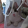 Vanille participe au concours pour gagner de l'argent avec cette photo : cat, paper_bag, indoor, curious, pet, white_cat, pink_nose, ears, paws, fabric, furniture, blanket, cozy, domestic, animal, cute, playful, resting, face, looking