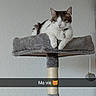 Vanille a rejoint le concours — aidez-le/la à gagner de superbes lots ! animal, brown, cat, cat_tree, collar, cute, dangling_ball, domestic, feline, fur, gray, indoor, pet, relaxed, resting, scratching_post, snapshot, toy, wall, white