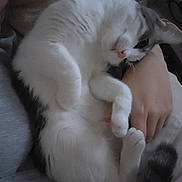 Vanille participe au concours pour gagner de l'argent avec cette photo : cat, pet, animal, white, gray, fur, couch, person, hand, relaxed, indoor, cozy, sleepy, curled_up, soft, resting, cute, feline, companion, comfort