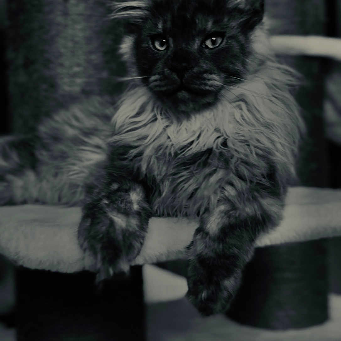 Zeleph
