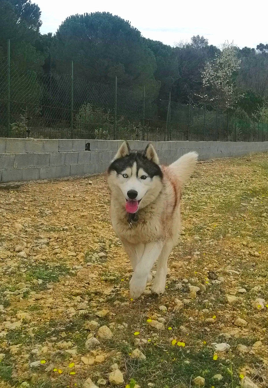 Maïko a rejoint le concours — aidez-le/la à gagner de superbes lots ! ancient_dog_breeds, canidae, carnivore, companion_dog, dog, dog_breed, grass, grassland, herding_dog, landscape, mountain, plant, sky, sled_dog, soil, sporting_group, tail, tree, working_animal, working_dog