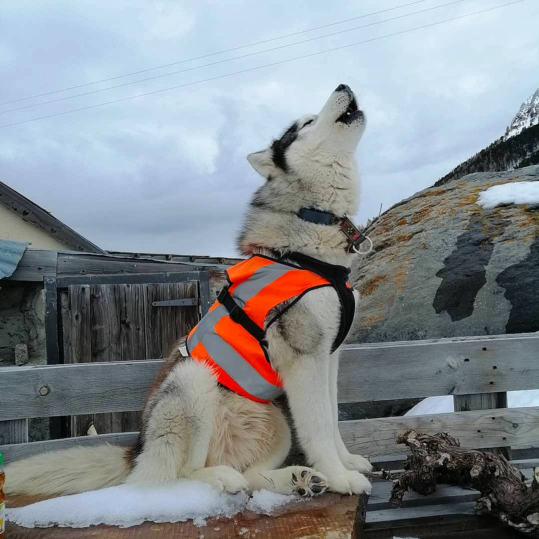 Maïko a rejoint le concours — aidez-le/la à gagner de superbes lots ! canidae, carnivore, cloud, collar, companion_dog, dog, dog_breed, fawn, freezing, fur, leash, mountain, sky, snout, snow, sporting_group, tail, winter, wood, working_animal