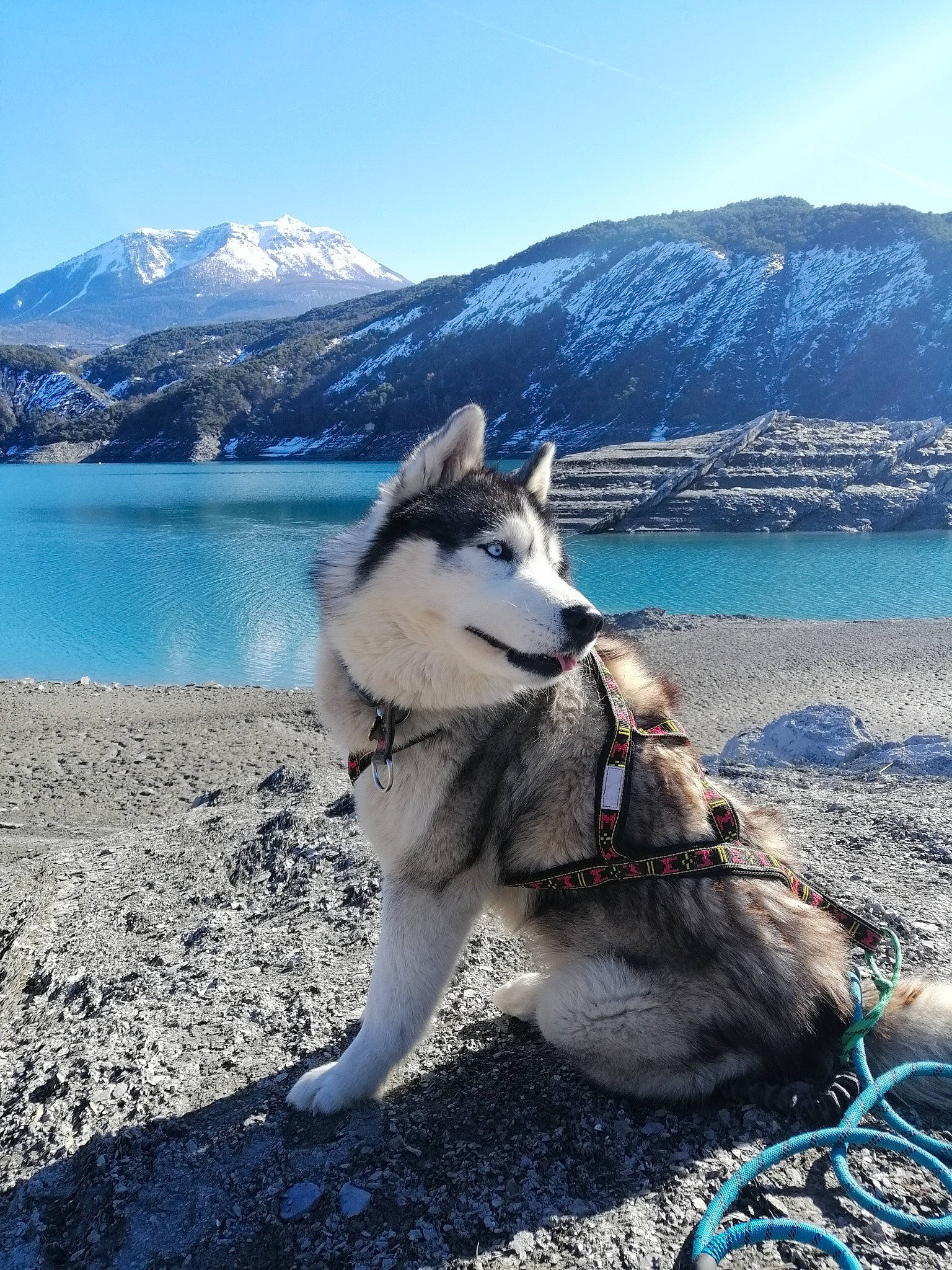 Maïko a rejoint le concours — aidez-le/la à gagner de superbes lots ! adventure, blue, canidae, carnivore, collar, companion_dog, dog, dog_breed, fawn, lake, mountain, mountain_range, mountainous_landforms, recreation, siberian_husky, sky, sled_dog, sporting_group, water, winter