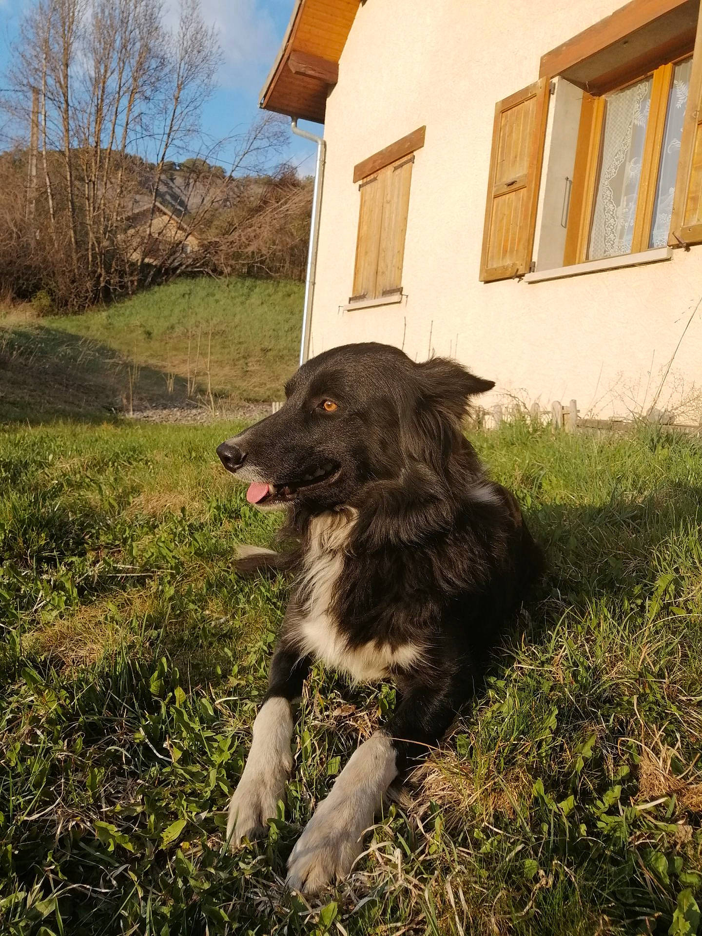 Neiva participe au concours pour gagner de l'argent avec cette photo : canidae, carnivore, cloud, companion_dog, dog, dog_breed, fur, grass, grassland, gun_dog, landscape, plant, shadow, sky, soil, sporting_group, tints_and_shades, tree, window, working_dog