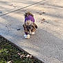 Duchess is registered to the contest to win money with this photo: dog, small_dog, purple_sweater, sidewalk, concrete, grass, leaves, autumn, outdoor, pet, walking, fur, cute, daylight, shadow, nature, canine, animal, fluffy, winter_clothing