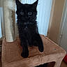 black_cat, kitten, cat_tree, scratching_post, fluffy_fur, green_eyes, sitting, indoors, pet, animal, feline, long_hair, portrait, cozy, home, furniture, cat_tower, playful, curious, shadow