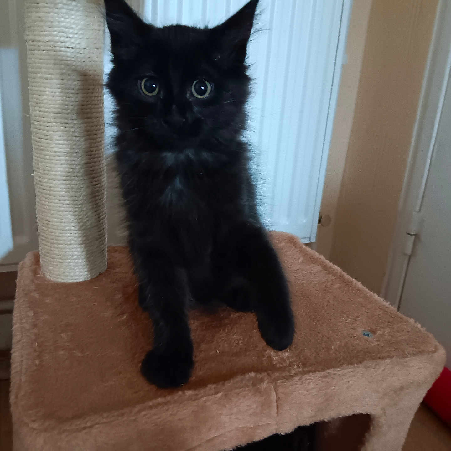 Aya participe au concours pour gagner de l'argent avec cette photo : black_cat, kitten, cat_tree, scratching_post, fluffy_fur, green_eyes, sitting, indoors, pet, animal, feline, long_hair, portrait, cozy, home, furniture, cat_tower, playful, curious, shadow