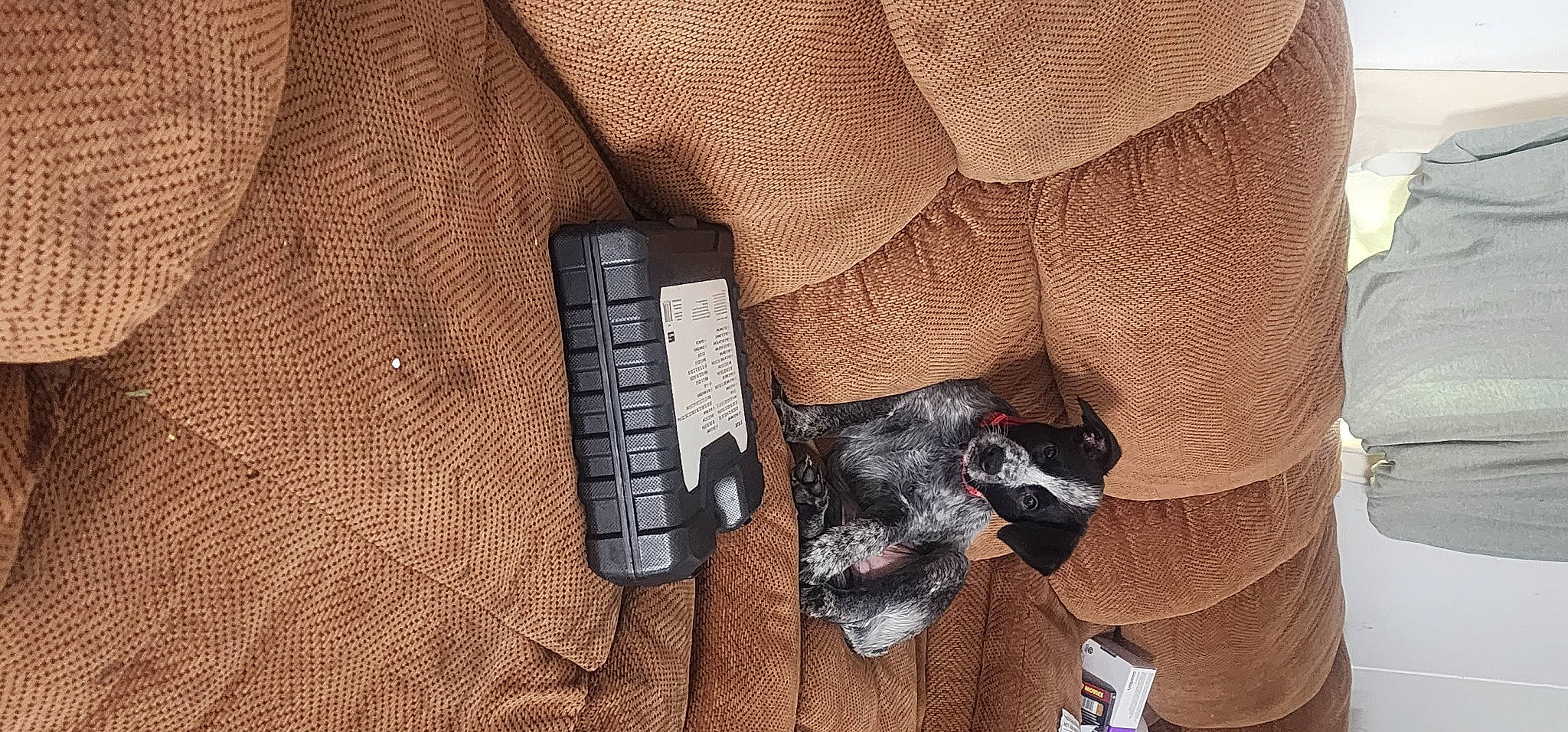 Hercules is registered to the contest to win money with this photo: button, collar, communication_device, denim, dress_shirt, everyday_carry, fashion_accessory, font, formal_wear, fur, gadget, grey, leather, nail, pattern, sleeve, strap, textile, wood, wrist