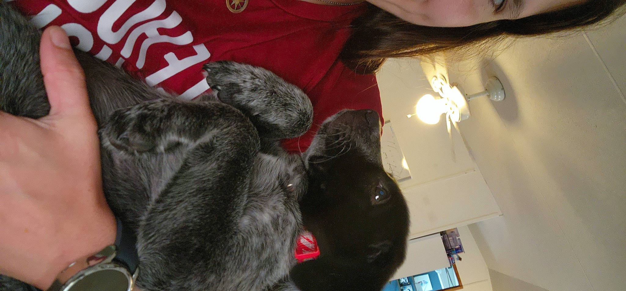 Hercules is registered to the contest to win money with this photo: black_cat, carnivore, cat, claw, companion_dog, dog_breed, domestic_short_haired_cat, ear, eyelash, fashion_accessory, felidae, fur, gesture, jewellery, small_to_medium_sized_cats, sporting_group, tail, whiskers