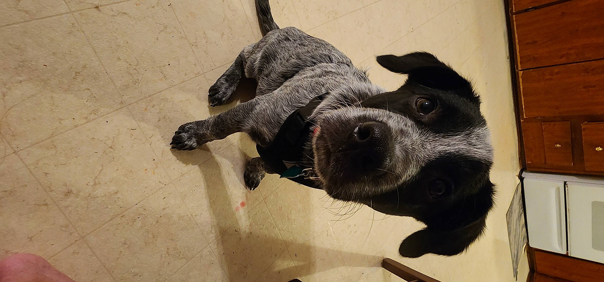 Hercules joined the competition — help win amazing prizes! borador, carnivore, collar, companion_dog, dog, dog_breed, dog_collar, ear, fawn, fur, giant_dog_breed, guard_dog, leash, metal, non_sporting_group, paw, pet_supply, whiskers, working_animal, working_dog