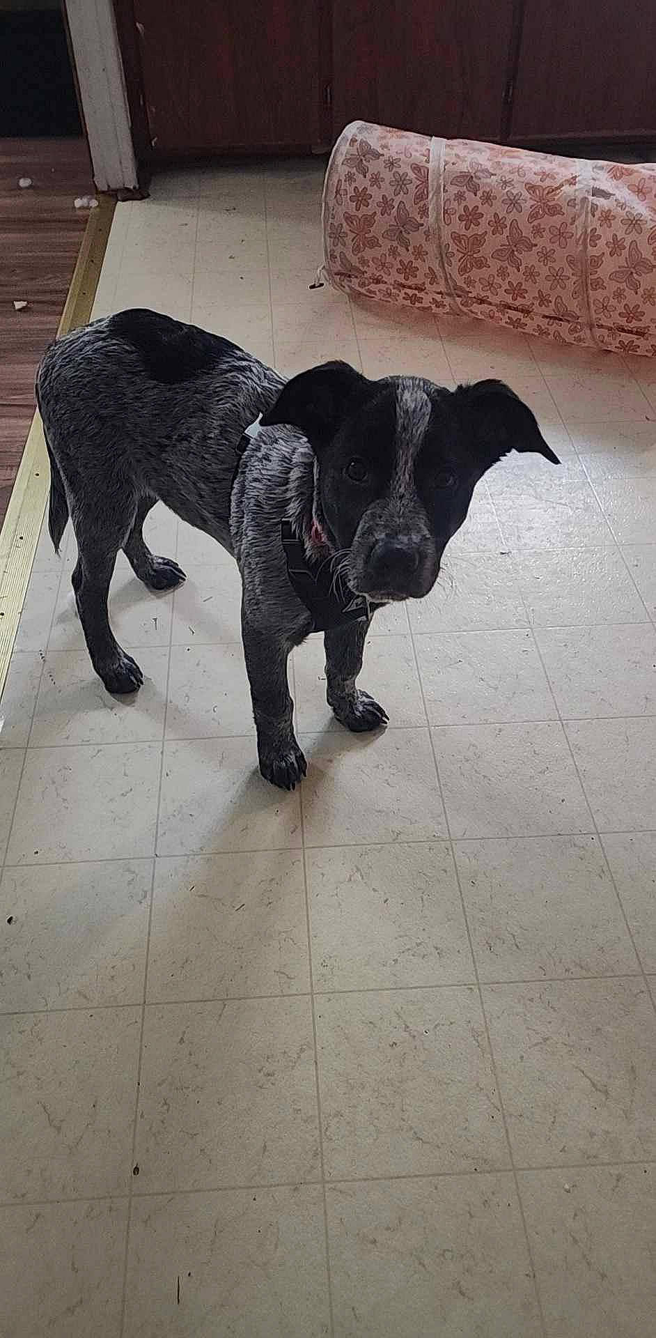 Hercules is registered to the contest to win money with this photo: canidae, carnivore, claw, companion_dog, dog, dog_breed, fawn, floor, flooring, fur, guard_dog, liver, metal, road_surface, shadow, snout, tail, terrestrial_animal, wood, working_animal