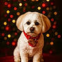 animal, background, bokeh, celebration, christmas, christmas_lights, collar, cute, decorations, dog, festive, fluffy, fur, holiday, indoors, pet, portrait, red, small_dog, white_dog